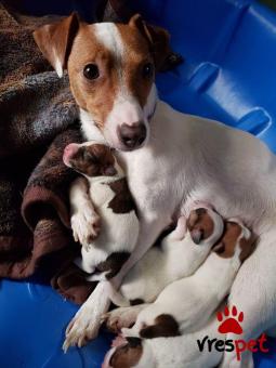 Ράτσα: Τζακ Ράσελ Τεριέ - Jack Russell Terrier | Ηλικία: 3 μηνών | Φύλο: Θηλυκό | Αρ. Microchip: 978101066345678 | Ιδιώτης | Εκπαιδευμένο | Pedigree | Περιοχή: Αθήνα, Αττική