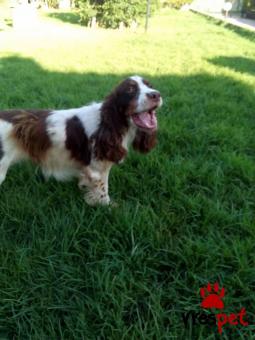 Ράτσα: Κόκερ Σπάνιελ κλάμπερ - Cocker Spaniel Clumber | Ηλικία: 3 ετών | Φύλο: Θηλυκό | Αρ. Microchip: 941000065742914 | Περιοχή: Χαϊδάρι, Αττική