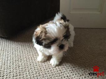 Ράτσα: Σιχ Τσού - Shih Tzu | Ηλικία: 3 μηνών | Φύλο: Αρσενικό | Αρ. Microchip: 903789056789045 | Ιδιώτης | Εκπαιδευμένο | Pedigree | Περιοχή: Αθήνα, Αττική