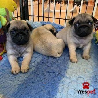 Ράτσα: Πάγκ - Pug | Ηλικία: 2 μηνών | Φύλο: Θηλυκό | Αρ. Microchip: 985113009734551 | Ιδιώτης | Εκπαιδευμένο | Pedigree | Περιοχή: Αθήνα, Αττική