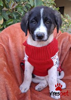 Ράτσα: Άγνωστο - Ημίαιμο | Ηλικία: 2,5 μηνών | Φύλο: Αρσενικό | Αρ. Microchip: 0 | Ημίαιμο | Περιοχή: Γλυφάδα, Αττική