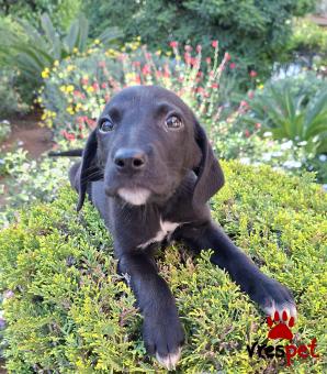 Ράτσα: Λαμπραντόρ - Labrador | Ηλικία: 2 μηνών | Φύλο: Θηλυκό | Αρ. Microchip: 0 | Ημίαιμο | Περιοχή: Γλυφάδα, Αττική
