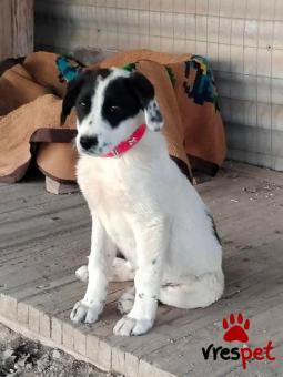 Ράτσα: Άγνωστο - Ημίαιμο | Ηλικία: 4 μηνών | Φύλο: Αρσενικό | Αρ. Microchip: 00000000000  | Περιοχή: Άλιμος, Αττική