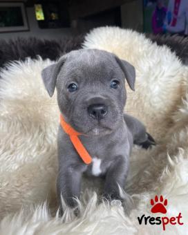 Ράτσα: Μπουλ τεριέ - Bull terrier | Ηλικία: 3 μηνών | Φύλο: Αρσενικό | Αρ. Microchip: 9047893094789035 | Ιδιώτης | Εκπαιδευμένο | Pedigree | Περιοχή: Αθήνα, Αττική