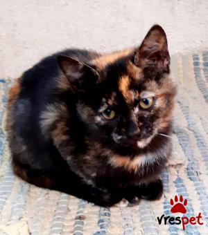 Ράτσα: Άγνωστο - Ημίαιμο | Ηλικία: 3 μηνών | Φύλο: Θηλυκό | Αρ. Microchip: 0 | Περιοχή: Νεάπολη Συκεές, Θεσσαλονίκη