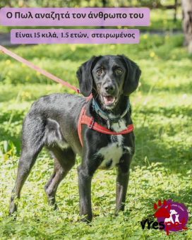 Ράτσα: Άγνωστο - Ημίαιμο | Ηλικία: 1 έτους | Φύλο: Αρσενικό | Αρ. Microchip: - | Περιοχή: Νέα Σμύρνη, Αττική