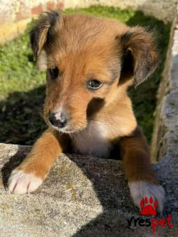 Ράτσα: Άγνωστο - Ημίαιμο | Ηλικία: 2 μηνών | Φύλο: Αρσενικό | Αρ. Microchip: - | Περιοχή: Κιλκίς, Μακεδονία