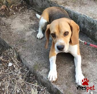 Ράτσα: Άγνωστο - Ημίαιμο | Ηλικία: 5+ | Φύλο: Θηλυκό | Αρ. Microchip: - | Περιοχή: Νέα Σμύρνη, Αττική
