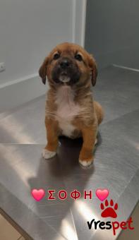 Ράτσα: Άγνωστο - Ημίαιμο | Ηλικία: 3 μηνών | Φύλο: Θηλυκό | Αρ. Microchip: 000000000000000000000 | Ημίαιμο | Περιοχή: Χαϊδάρι, Αττική