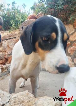 Ράτσα: Άλλη Ράτσα | Ηλικία: 2 ετών | Φύλο: Θηλυκό | Αρ. Microchip: 96945000023659872358 | Περιοχή: Σαρωνικός, Αττική