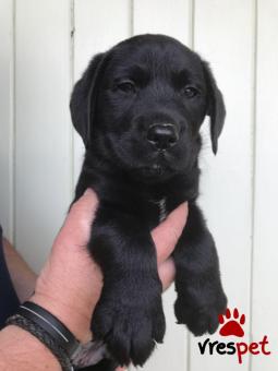 Ράτσα: Λαμπραντόρ - Labrador | Ηλικία: 3 μηνών | Φύλο: Θηλυκό | Αρ. Microchip: 907890689058902 | Ιδιώτης | Εκπαιδευμένο | Pedigree | Περιοχή: Αθήνα, Αττική