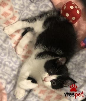 Ράτσα: Άγνωστο - Ημίαιμο | Ηλικία: 2 μηνών | Φύλο: Αρσενικό | Αρ. Microchip: 00000 | Περιοχή: Αττική