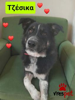 Ράτσα: Άγνωστο - Ημίαιμο | Ηλικία: 8 μηνών | Φύλο: Θηλυκό | Αρ. Microchip: 9012362545478 | Ημίαιμο | Περιοχή: Λαυρεωτική, Αττική