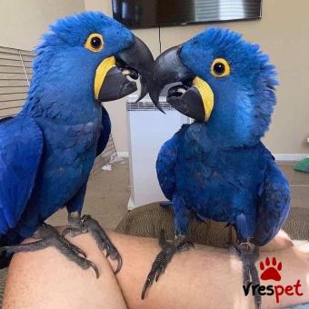 Είδος: Παπαγάλοι | Ιδιώτης | Περιοχή: Αθήνα, Αττική