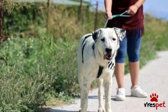Ράτσα: Άγνωστο - Ημίαιμο | Ηλικία: 8 μηνών | Φύλο: Αρσενικό | Αρ. Microchip: 000000000000000000000 | Ημίαιμο | Περιοχή: Χαϊδάρι, Αττική