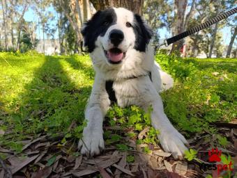 Ράτσα: Άγνωστο - Ημίαιμο | Ηλικία: 8 μηνών | Φύλο: Θηλυκό | Αρ. Microchip: - | Περιοχή: Νέα Σμύρνη, Αττική