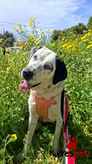 Ράτσα: Άγνωστο - Ημίαιμο | Ηλικία: 1 έτους | Φύλο: Θηλυκό | Αρ. Microchip: 0 | Ημίαιμο | Περιοχή: Γλυφάδα, Αττική