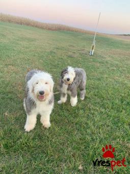 Ράτσα: Αγγλικός ποιμενικός - English Sheepdog | Ηλικία: 2,5 μηνών | Φύλο: Αρσενικό | Αρ. Microchip: 985113009734745 | Ιδιώτης | Εκπαιδευμένο | Pedigree | Περιοχή: Αθήνα, Αττική