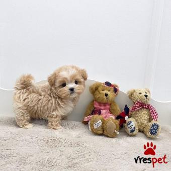 Ράτσα: Άγνωστο - Ημίαιμο | Ηλικία: 3 μηνών | Φύλο: Θηλυκό | Αρ. Microchip: 908760345790907 | Ιδιώτης | Εκπαιδευμένο | Pedigree | Περιοχή: Αθήνα, Αττική