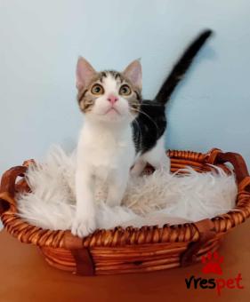 Ράτσα: Άγνωστο - Ημίαιμο | Ηλικία: 3 μηνών | Φύλο: Θηλυκό | Αρ. Microchip: 900000000000000 | Ημίαιμο | Περιοχή: Πεύκη, Αττική