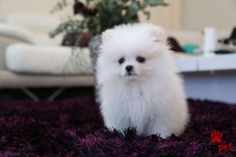 Ράτσα: Πομεράνιαν - Pomeranian | Ηλικία: 2,5 μηνών | Φύλο: Θηλυκό | Αρ. Microchip: 90308093098062 | Ιδιώτης | Εκπαιδευμένο | Pedigree | Περιοχή: Αθήνα, Αττική