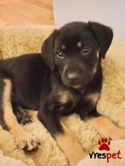 Ράτσα: Άγνωστο - Ημίαιμο | Ηλικία: 2 μηνών | Φύλο: Αρσενικό | Αρ. Microchip: - | Ημίαιμο | Περιοχή: Νέα Σμύρνη, Αττική