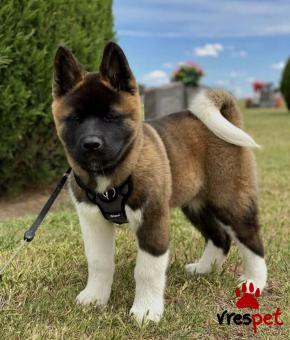 Ράτσα: Ακίτα Γιαπωνέζικος - Akita inu | Ηλικία: 2 μηνών | Φύλο: Θηλυκό | Αρ. Microchip: 985113009875654 | Ιδιώτης | Εκπαιδευμένο | Pedigree | Περιοχή: Αθήνα, Αττική