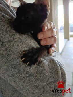 Ράτσα: Γάτα του Αιγαίου | Ηλικία: 3 μηνών | Φύλο: Αρσενικό | Αρ. Microchip: 9876553310987655322 | Ιδιώτης | Περιοχή: Αττική