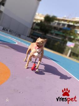 Ράτσα: Πίτ μπούλ - pitbull | Ηλικία: 5+ | Φύλο: Θηλυκό | Αρ. Microchip: 900085000083841 | Περιοχή: Αττική