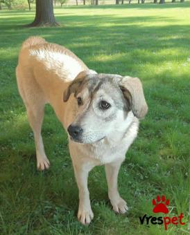 Ράτσα: Άγνωστο - Ημίαιμο | Ηλικία: 8 μηνών | Φύλο: Θηλυκό | Αρ. Microchip: 9012362545478 | Ημίαιμο | Περιοχή: Λαυρεωτική, Αττική