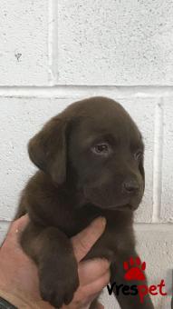 Ράτσα: Λαμπραντόρ - Labrador | Ηλικία: 2,5 μηνών | Φύλο: Θηλυκό | Αρ. Microchip: 900200862208800 | Ιδιώτης | Εκπαιδευμένο | Pedigree | Περιοχή: Αθήνα, Αττική