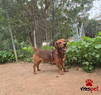 Ράτσα: Άγνωστο - Ημίαιμο | Ηλικία: 3 ετών | Φύλο: Αρσενικό | Αρ. Microchip: - | Ημίαιμο | Περιοχή: Νέα Σμύρνη, Αττική