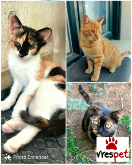 Ράτσα: Άγνωστο - Ημίαιμο | Ηλικία: 7 μηνών | Φύλο: Θηλυκό | Αρ. Microchip: 00000 | Ιδιώτης | Περιοχή: Πανόραμα, Θεσσαλονίκη