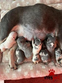 Ράτσα: Γαλλικό Μπουλντόγκ - Bulldog | Ηλικία: 3 μηνών | Φύλο: Αρσενικό | Αρ. Microchip: 985113339870055 | Ιδιώτης | Εκπαιδευμένο | Pedigree | Περιοχή: Αθήνα, Αττική