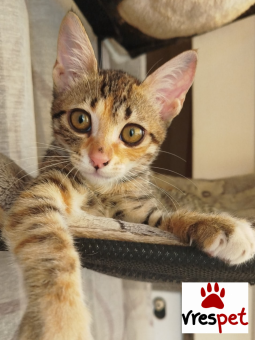 Ράτσα: Άγνωστο - Ημίαιμο | Ηλικία: 3 μηνών | Φύλο: Θηλυκό | Αρ. Microchip: 90009823202888 | Ημίαιμο | Περιοχή: Ελευσίνα, Αττική