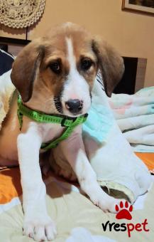 Ράτσα: Άλλη Ράτσα | Ηλικία: 5 μηνών | Φύλο: Αρσενικό | Αρ. Microchip: 99000012025369369769 | Ημίαιμο | Περιοχή: Σαρωνικός, Αττική