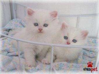 Ράτσα: Περσική | Ηλικία: 2,5 μηνών | Φύλο: Θηλυκό | Αρ. Microchip: 9345520815398 | Ιδιώτης | Pedigree | Περιοχή: Αθήνα, Αττική