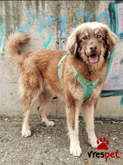 Ράτσα: Ελληνικός Ποιμενικός - Greek Shepherd | Ηλικία: 1 έτους | Φύλο: Αρσενικό | Αρ. Microchip: 0000000 | Περιοχή: Κορδελιό Εύοσμος, Θεσσαλονίκη