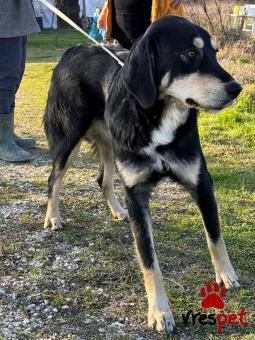 Ράτσα: Άγνωστο - Ημίαιμο | Ηλικία: 1 έτους | Φύλο: Αρσενικό | Αρ. Microchip: - | Περιοχή: Κιλκίς, Μακεδονία