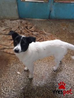 Ράτσα: Άγνωστο - Ημίαιμο | Ηλικία: 8 μηνών | Φύλο: Θηλυκό | Αρ. Microchip: - | Περιοχή: Νέα Σμύρνη, Αττική