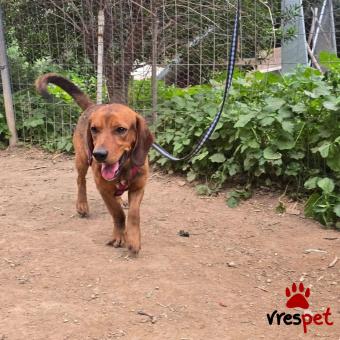 Ράτσα: Άγνωστο - Ημίαιμο | Ηλικία: 2 ετών | Φύλο: Αρσενικό | Αρ. Microchip: - | Ημίαιμο | Περιοχή: Νέα Σμύρνη, Αττική