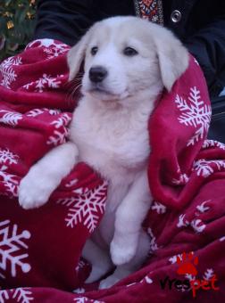 Ράτσα: Άγνωστο - Ημίαιμο | Ηλικία: 2 μηνών | Φύλο: Θηλυκό | Αρ. Microchip: 0 | Ημίαιμο | Περιοχή: Γλυφάδα, Αττική