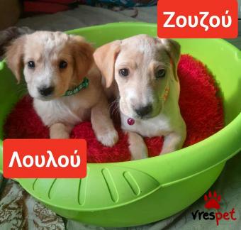 Ράτσα: Λαμπραντόρ - Labrador | Ηλικία: 2 μηνών | Φύλο: Θηλυκό | Αρ. Microchip: 9002378889765  | Ημίαιμο | Περιοχή: Λαυρεωτική, Αττική