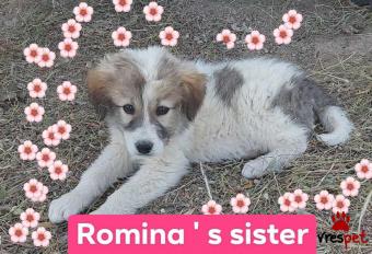 Ράτσα: Ελληνικός Ποιμενικός - Greek Shepherd | Ηλικία: 2 μηνών | Φύλο: Αρσενικό | Αρ. Microchip: 9012362545478 | Ημίαιμο | Περιοχή: Λαυρεωτική, Αττική