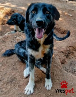 Ράτσα: Άγνωστο - Ημίαιμο | Ηλικία: 2 ετών | Φύλο: Θηλυκό | Αρ. Microchip: - | Περιοχή: Κιλκίς, Μακεδονία