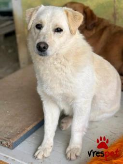 Ράτσα: Άγνωστο - Ημίαιμο | Ηλικία: 4 ετών | Φύλο: Αρσενικό | Αρ. Microchip: - | Περιοχή: Κιλκίς, Μακεδονία