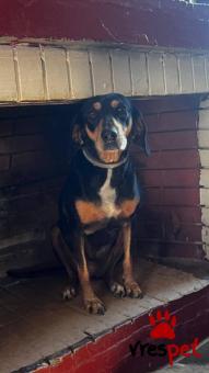 Ράτσα: Άγνωστο - Ημίαιμο | Ηλικία: 4 ετών | Φύλο: Θηλυκό | Αρ. Microchip: 999999999 | Περιοχή: Νέα Σμύρνη, Αττική