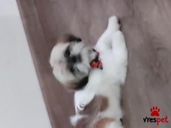 Ράτσα: Σιχ Τσού - Shih Tzu | Ηλικία: 3 ετών | Φύλο: Αρσενικό | Αρ. Microchip: 956000016041999 | Για ζευγάρωμα | Περιοχή: Αττική