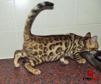 Ράτσα: Άγνωστο - Ημίαιμο | Ηλικία: 3 μηνών | Φύλο: Θηλυκό | Αρ. Microchip: 907890456789034 | Ιδιώτης | Pedigree | Περιοχή: Αθήνα, Αττική