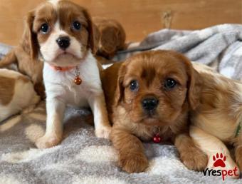 Ράτσα: Σπάνιελ Βασιλιά Καρόλου Καφέ - King Charles Spaniel | Ηλικία: 2,5 μηνών | Φύλο: Αρσενικό | Αρ. Microchip: 9745854692126 | Ιδιώτης | Εκπαιδευμένο | Pedigree | Περιοχή: Αττική